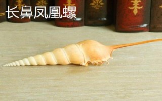 鳳凰螺的產(chǎn)地，主要分布在日本奄美島以南等地方
