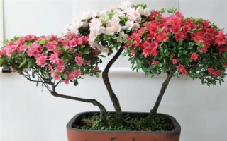 杜鵑花的家庭養(yǎng)法，春秋季通常2-3天可澆1次水