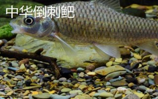 中華倒刺鲃與光倒刺鲃有什么區(qū)別，中華倒刺鲃的體態(tài)近似鯉魚
