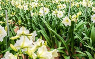 百合花屬于蜜源植物嗎，不同品種開花時間不同