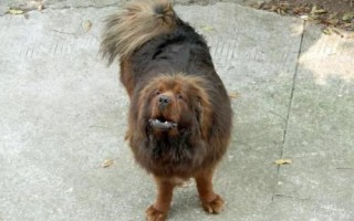 高加索犬和藏獒誰更厲害，高加索犬的體型更大但藏獒更兇猛