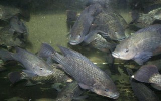怎么釣5斤以上大羅非魚，可用手竿亦可用海竿或磯竿