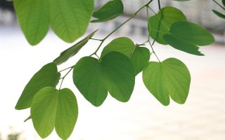 紫荊樹的簡介，是一種落葉喬木