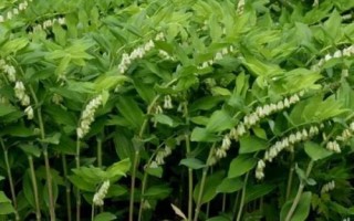 玉竹種植注意事項，春季和秋季均可種植