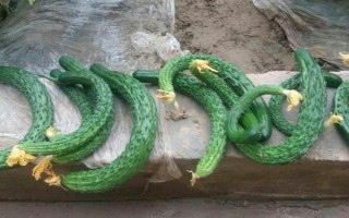 黃瓜為什么開花不結(jié)果，缺少養(yǎng)分、土壤板結(jié)、水分過多等因素均會造成