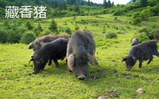 豬有哪些品種，包括杜洛克、成華豬、大白豬、長白豬等種類