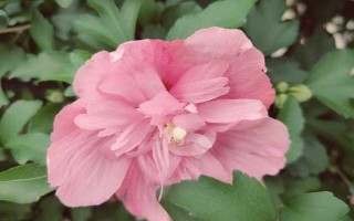 花朵的組成部分，主要包括花萼、花托、花冠等部位