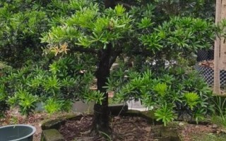 怎么養(yǎng)珍珠羅漢松，掌握根系和葉片的比例可提高成活率