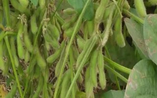 東農(nóng)豆356大豆種簡(jiǎn)介，適時(shí)防治大豆食心蟲