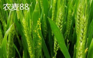 紅麥品種，包括楊麥25、農(nóng)麥88、寧麥22等種類
