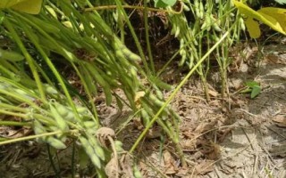 華豆20大豆種子簡介，夏大豆品種