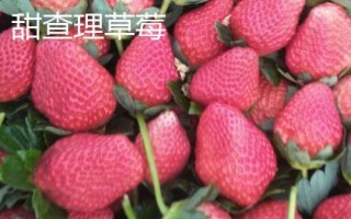 草莓苗什么品種好，這3種是品質(zhì)優(yōu)的大果型品種