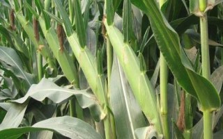 華慶105玉米種子簡介，在適應(yīng)區(qū)5月5日左右播種