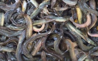 養(yǎng)殖泥鰍所需環(huán)境，需從水庫、江河、湖泊中獲取干凈的水源