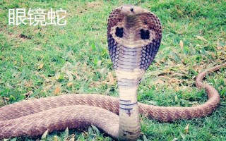 響尾蛇和眼鏡蛇誰更加厲害，相同條件下眼鏡蛇更厲害