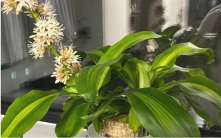 巴西木開花的兆頭，寓意富貴吉祥、