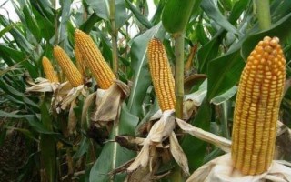 鄭白甜糯5號玉米品種簡介，大喇叭口期用防治玉米螟蟲