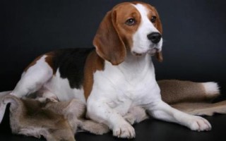 比格犬的訓(xùn)練方法，盡量在兩個月大的時候就開始訓(xùn)練