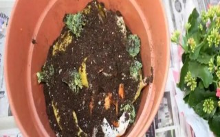 自制肥料的做法和配方，廢菜葉、瓜果皮、魚鱗等都可以腐熟制成肥料