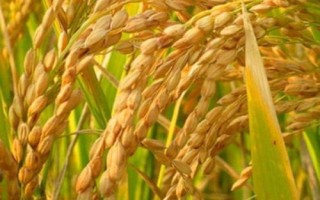先紅優(yōu)826水稻種子特征特性，感光秈型三系雜交水稻品種