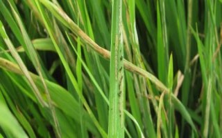 稻縱卷葉螟什么時(shí)候防治效果好，7月上中旬至8月中旬進(jìn)行