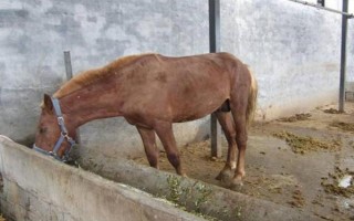 馬的飼喂次數(shù)，每天的喂養(yǎng)次數(shù)以3-4次為宜
