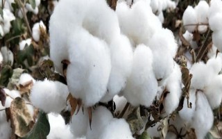 新陸早52號棉花種子特點(diǎn)，適宜播期為4月10-25日