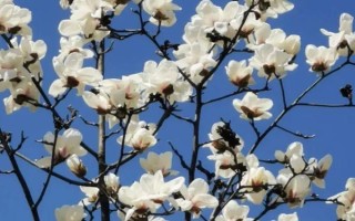 白玉蘭的形態(tài)特征，高達(dá)17米且胸徑達(dá)到30厘米