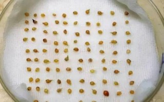 蔬菜種子播種前怎么處理，曬種是必須的第一步