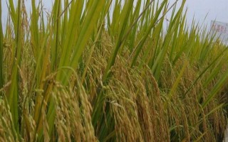 乾貴粳1號水稻種子簡介，生育期160天
