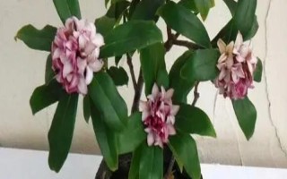 睡香花的養(yǎng)殖方法，每月施加一次稀薄的肥液