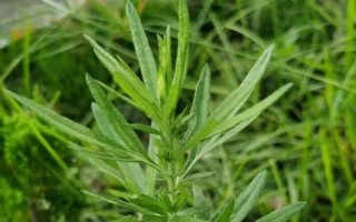 農村常見的野草，常見的有苘麻、艾草等