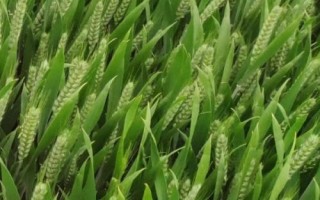 金諾麥2號(hào)小麥種子特征特性，適宜播期10月5～15日