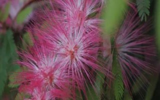 合歡花的產(chǎn)地，我國的東北、華南及西南等地都有種植