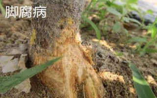 常見的柚類果樹病蟲害及防治方法，需對(duì)癥下藥
