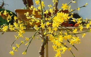 迎春花的養(yǎng)殖方法，適宜生長在10-25℃左右的環(huán)境