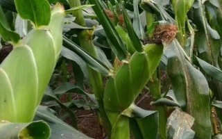 CS200玉米種子特點，密度5000株/畝