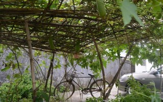 種植角瓜的時(shí)間和方法，一般以5月上旬、9月上旬為宜