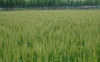 農(nóng)麥766小麥種簡介，每畝適宜基本苗15～18萬