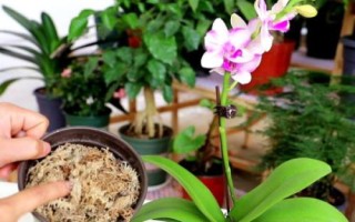蝴蝶蘭的養(yǎng)殖要點，生長適溫為18-28℃