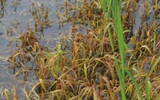 泰香優(yōu)5318水稻種子特點(diǎn)，秧田畝播種量5千克