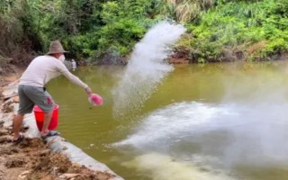 海瓜子怎么養(yǎng)殖，排干水塘再將種苗均勻撒在塘面上