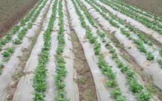 地膜種菜應(yīng)如何澆水，一是滴灌，二是直接灌溉