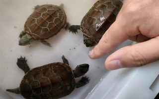 草龜可以和什么龜一起養(yǎng)，可以和黃喉龜、刀背麝香龜一起養(yǎng)