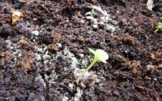花土長白毛如何處理，可往花盆中噴灑藥物