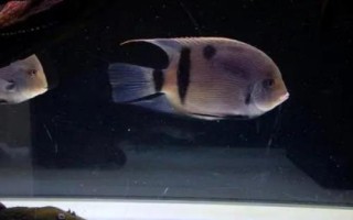 黑云魚(yú)的養(yǎng)殖方法，水溫盡量不要低于25℃