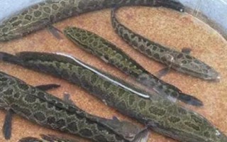黑魚一年能長多少斤，體重一般能增加1斤左右