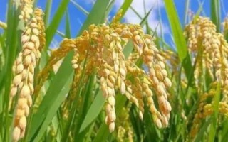 B兩優(yōu)131水稻種子介紹，秈型兩系雜交水稻品種