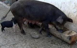 母豬產(chǎn)仔后不喂奶還咬小豬如何解決，根據(jù)引發(fā)原因采取針對(duì)性措施
