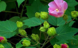 木芙蓉怎么養(yǎng)殖，花芽分化期可追施1-2次磷肥